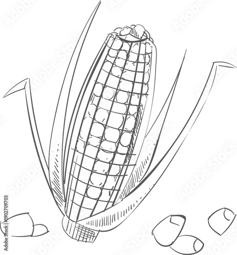 Corn cob sketch. Hand drawn raw maize