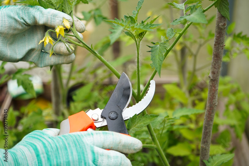 Close-up of tomato plant and hands with pruning shears shaping plant