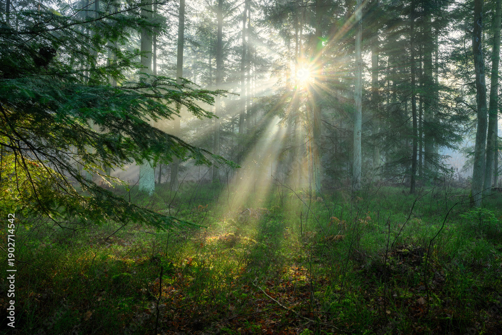 Fototapeta premium Sunny morning in the green forest