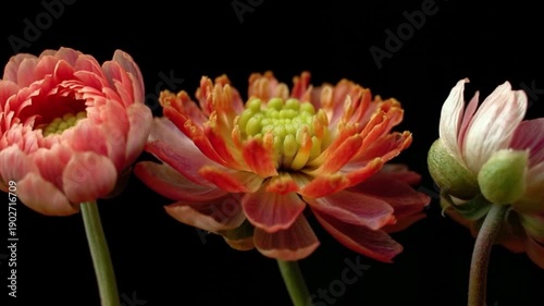 A flower blooms on a black background.
