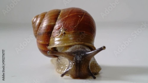 A snail slowly crawls on a white background.