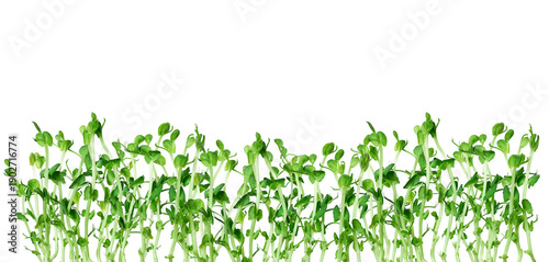 Young pea shoots microgreens border isolated on white. Fresh edible greens for healthy diet, cooking, farming, eco and wellness concepts.
