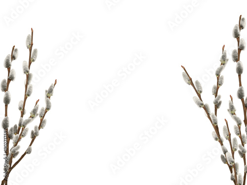 Spring willow branches with fluffy catkins isolated on white background. Minimal spring and Easter frame with copy space for greeting cards, invitations and seasonal design.