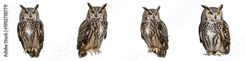 Tablou pe pânză Set and collection of majestic great horned owls, wise nocturnal birds of prey in different poses, isolated on white transparent png background