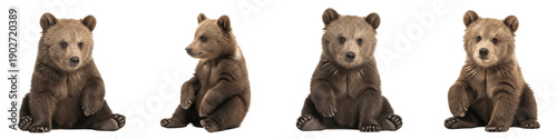 Canvas Print Collection Adorable Brown Grizzly Bear Cub in Various Sitting Poses for Wildlife