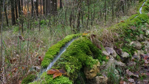 Moosbewachsene Steinerne Rinne im herbstlichen Wald bei Wolfsbronn im Altmühltal