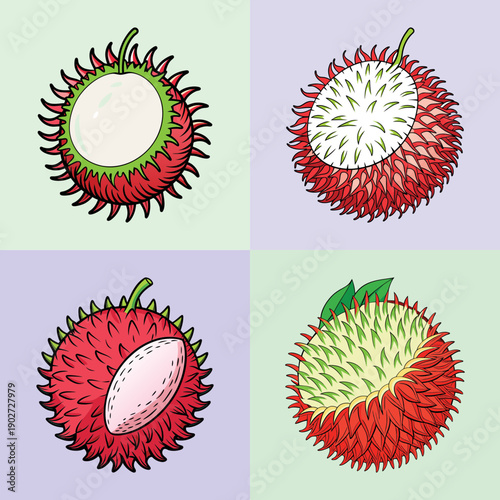 Rambutan Fruit Stages Vector Illustration Flat Design