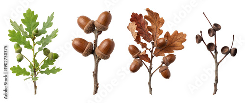 Oak twig with acorns set.