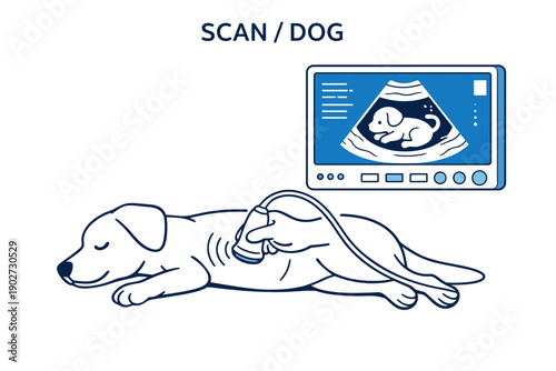Ultrasound examination of pregnant dog with fetal imaging on screen