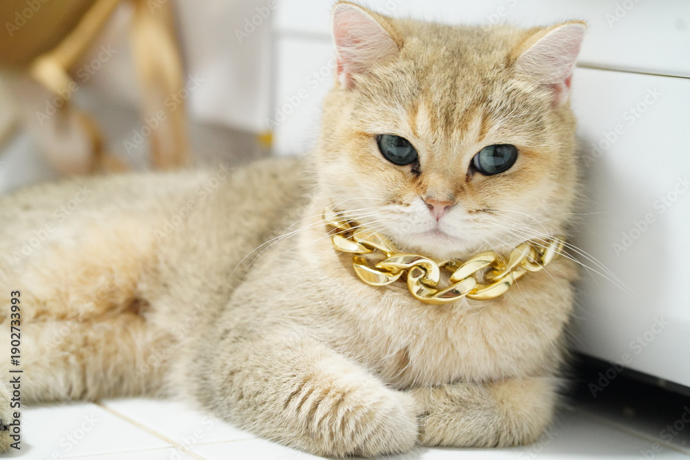 Obraz premium Luxurious cat with golden chain necklace lounging comfortably on tiled floor, showcasing its unique fur and striking blue eyes. scene exudes sense of elegance and charm