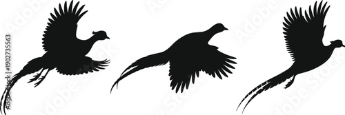 Flying pheasant bird silhouettes, wild game bird in flight, black wildlife vector illustration set for hunting, nature, and design