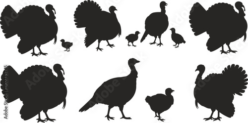 Turkey silhouettes collection, black wild and domestic turkey with chicks vector illustration set isolated on white background