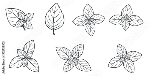 A collection of various leaf designs in black outline vector style, suitable for botanical illustrations and eco-friendly branding