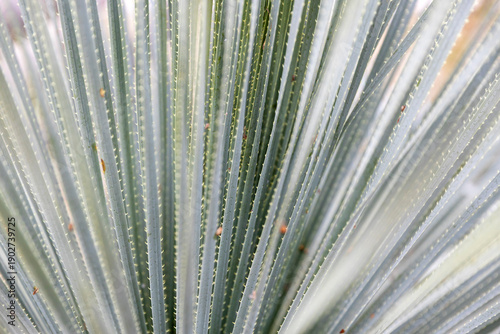 Dasylirion acrotrichum, known as brush-tipped sotol or sotol verde, 