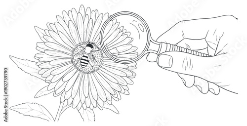 A hand holding a magnifying glass over a flower with a bee in outline vector style, suitable for educational and botanical themes