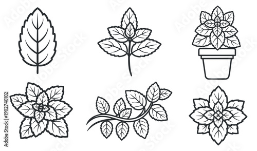A collection of various leaf and flower illustrations in black outline vector style, suitable for botanical designs and gardening themes