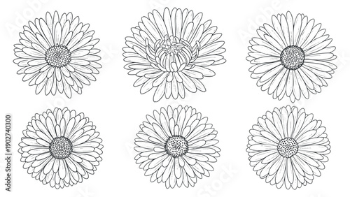 A collection of six hand-drawn daisy flowers in black and white outline vector style, ideal for floral designs and decorations