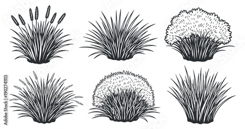 A collection of six detailed grass and bush illustrations in black and white minimalist vector style, suitable for landscaping and botanical designs