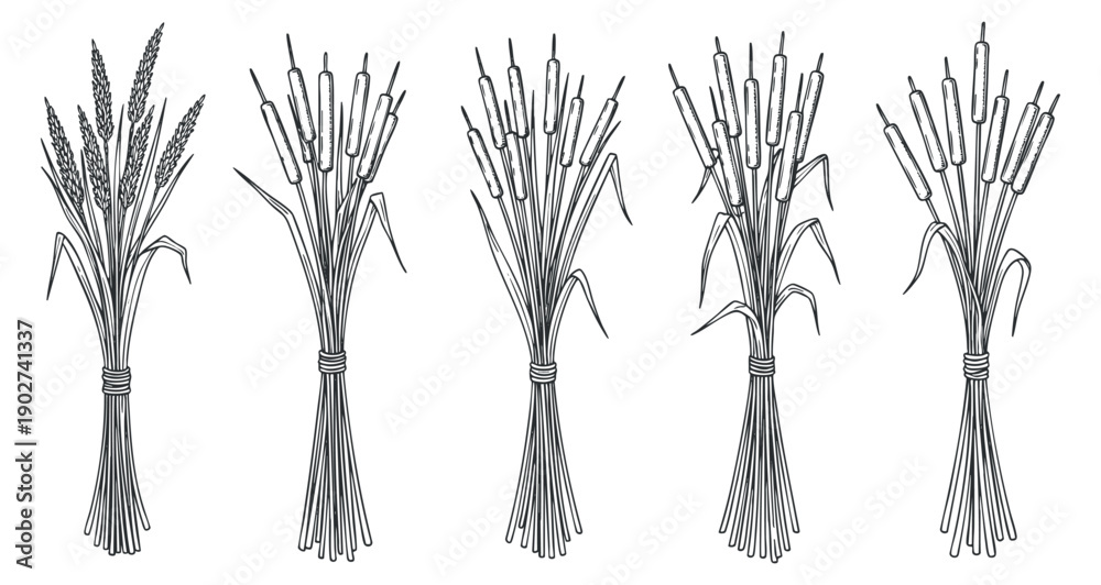 Naklejka premium A collection of wheat and bulrush plants in detailed outline vector style, suitable for agricultural and botanical designs