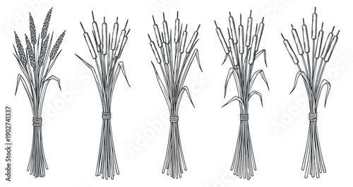 A collection of wheat and bulrush plants in detailed outline vector style, suitable for agricultural and botanical designs