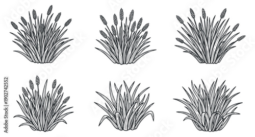 A set of six detailed line art illustrations of grass and plant clusters in black and white vector style, suitable for botanical designs and eco-friendly projects