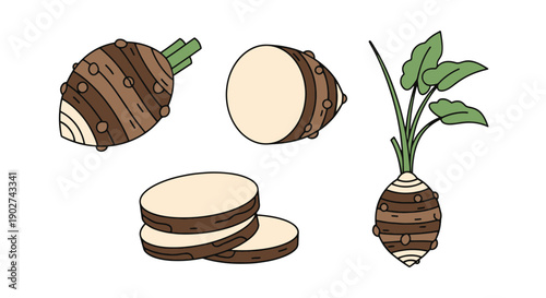Taro Root Line art color modern style