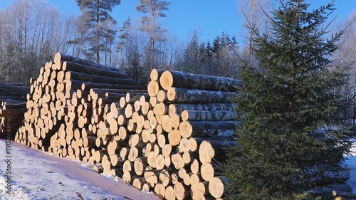 Stacked birch logs covered with light snow rest outdoors in a winter landscape, showing rough bark textures and freshly cut ends under clear daylight.