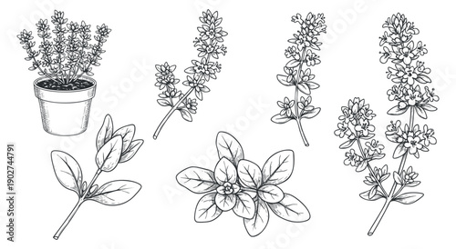 A collection of various herb plants in pots and branches in black and white outline vector style, ideal for gardening and botanical designs