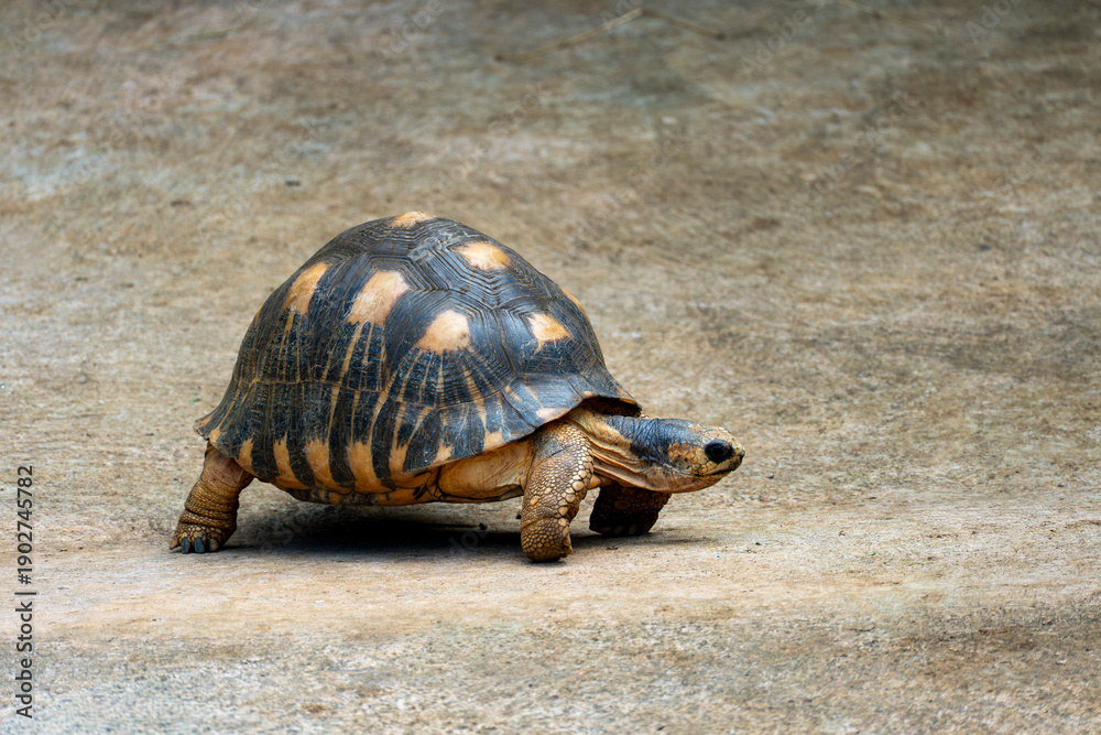 Fototapeta premium Mauritius, Rivière-des-Anguilles, La Vanille Nature Park - 16 April 2022 - The Natural Elegance of the Radiated tortoise