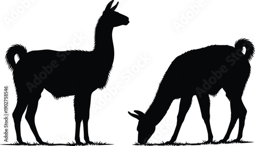 Black silhouette of two llamas standing on grass silhouettes white background