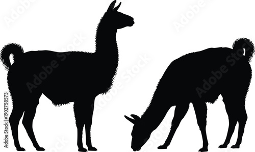 Black silhouette of two llamas standing and grazing silhouettes white background animals