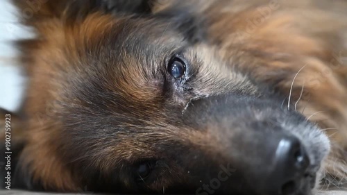 Close-Up of German Shepherd Dog Resting on Ground, Calm Pet Portrait