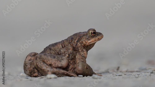 Common Toad (Bufo bufo) Sitting on Ground with Inflated Throat, Wildlife Close-Up
