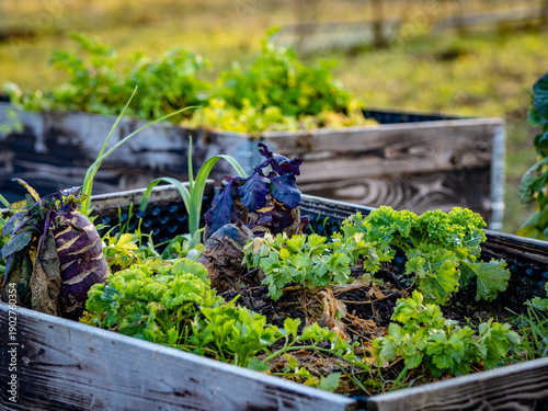 Verfaultes un erfrorenes Gemüse in einem Hochbeet