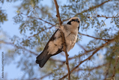 Photos The underbelly of a cute white-rumped shrike in the wild.