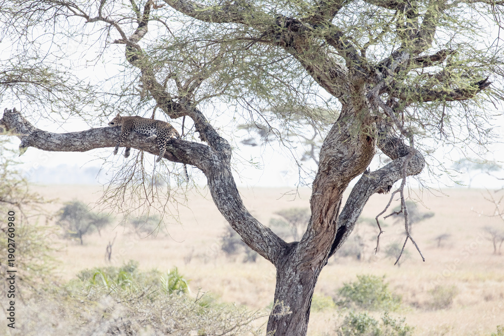 Fototapeta premium A leopard sleeping on the big branch of a tree in Serengeti national park.