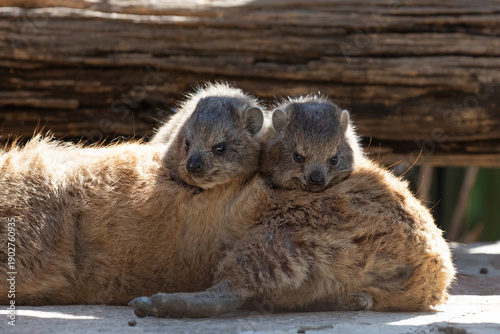 Two cute baby hyraxes cuddle up on top of their sleeping mother's body.