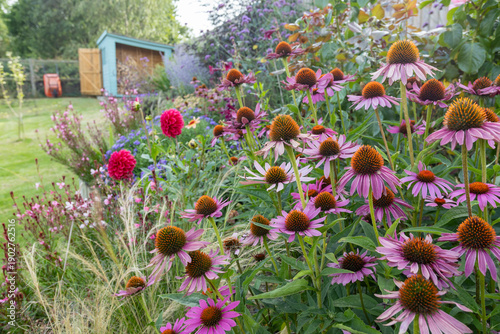 Colorful Purple Coneflowers and Pink Blooms Create Lush Garden Border in Sunny Backyard