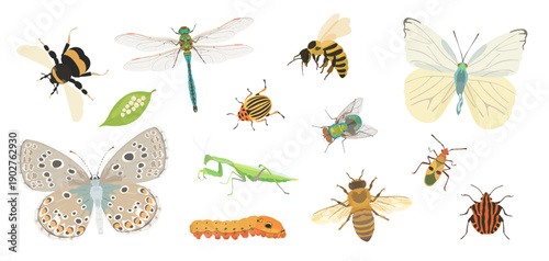 Collection cute vector hand drawn fly insect. Cartoon butterfly, dragonfly, beetle, bee, wasp, bug, bumblebee character illustration isolated on white background. Summer animals icon.
