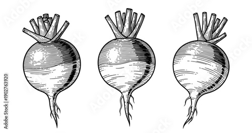 Vintage black and white radish drawings: trio of botanical illustrations