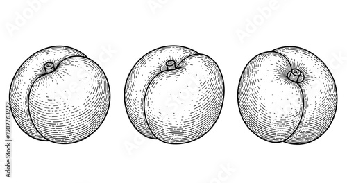 Detailed black and white illustrations of three peaches in vintage style