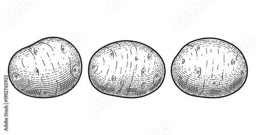 Vintage-style sketch of three potatoes with detailed line art