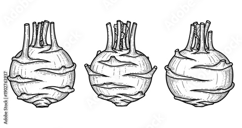 Black and white drawing of three kohlrabi vegetables with detailed line art