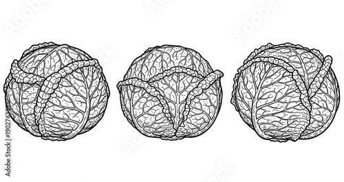 Three engraved cabbages with detailed leaves in black and white illustration