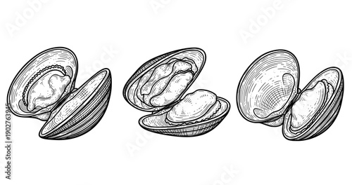 Detailed black and white illustrations of clamshells with intricate design