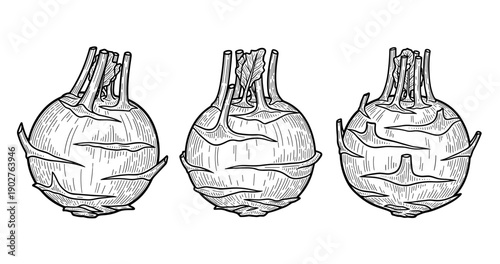 Detailed black and white sketch of three kohlrabi bulbs with leaves