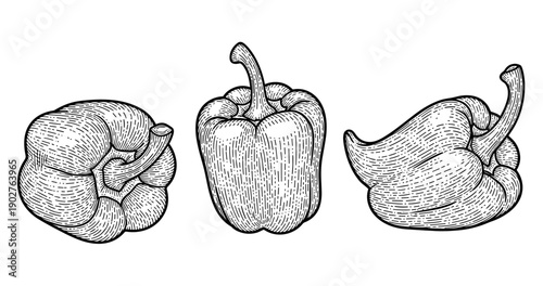 Detailed black and white bell pepper illustration trio