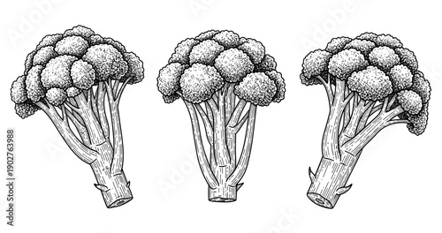 Detailed black and white illustration of three broccoli heads