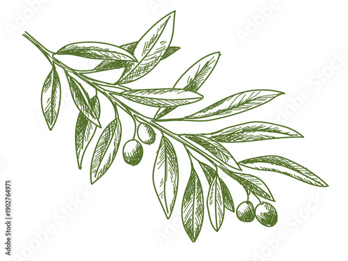 Olive tree branch - linear style -- vector illustration on transparent background.