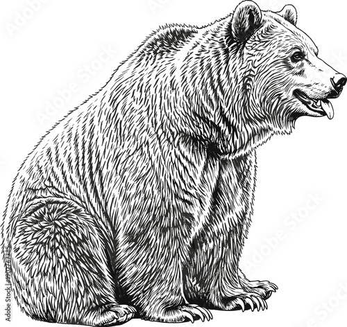Detailed hand drawn bear silhouette featuring majestic grizzly in sitting pose isolated on white background for wildlife nature forest and rustic design projects